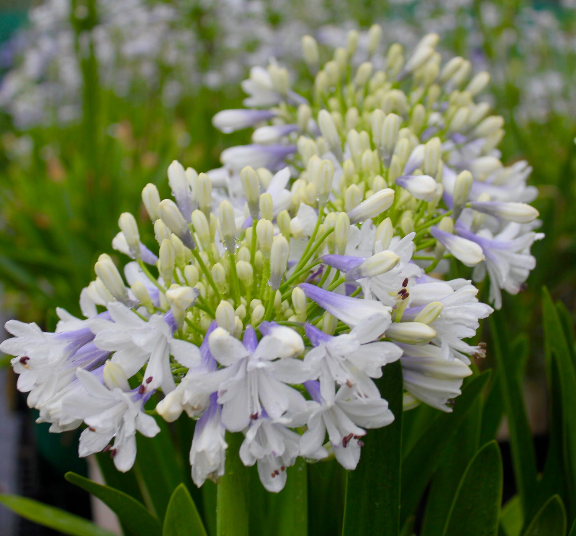 Agapanthus Maxsie™