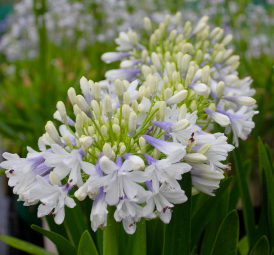 Agapanthus Maxsie™