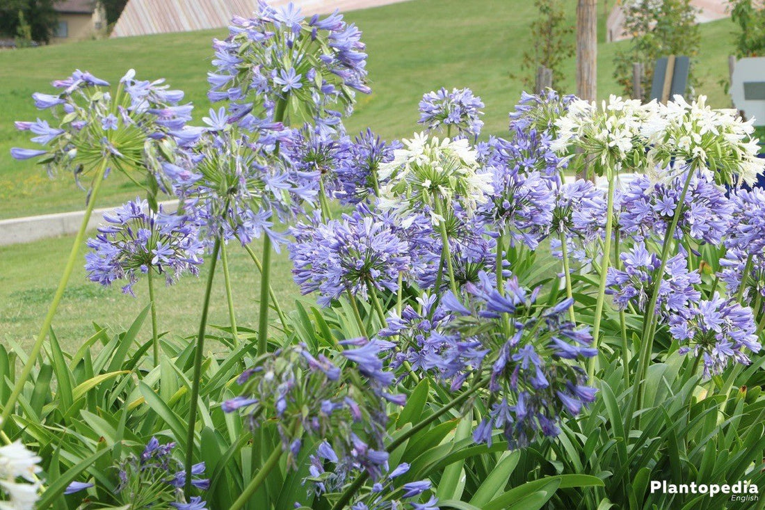 Agapanthus Bella™ - Ladybird Nursery
