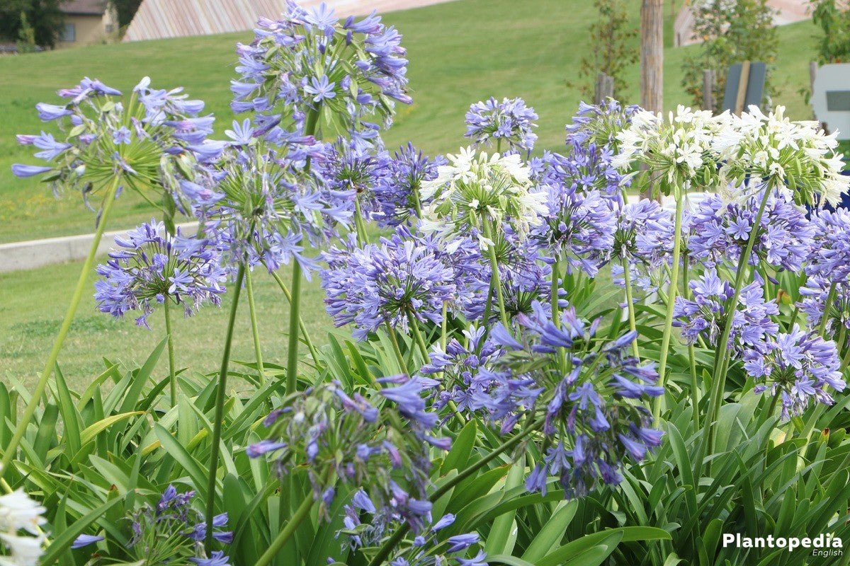 Agapanthus Bella™ - Ladybird Nursery
