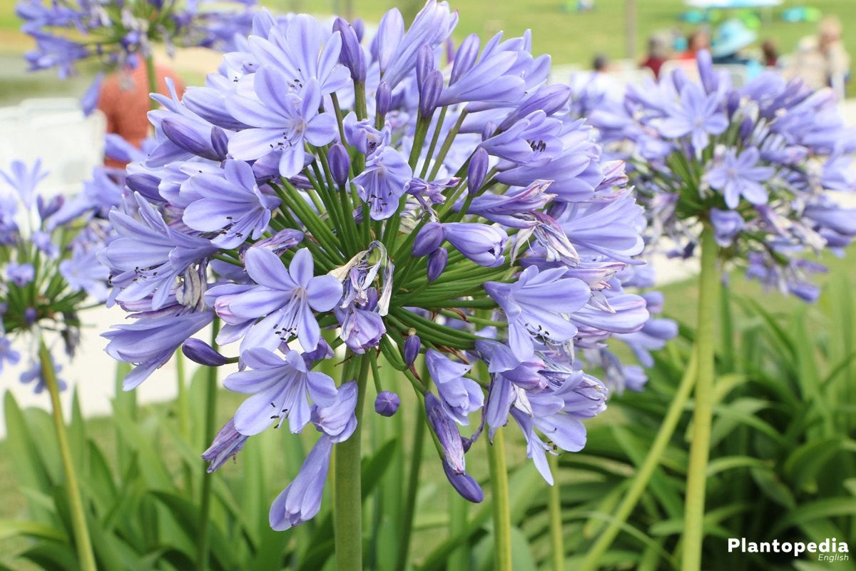 Agapanthus Bella™ Tissue culture