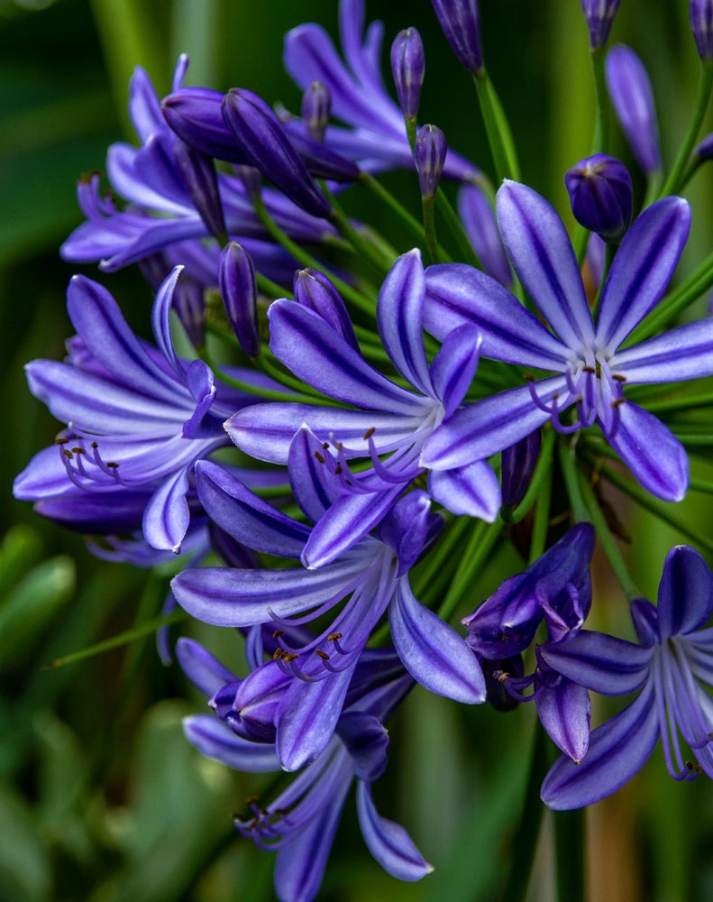 Agapanthus Purple Cloud