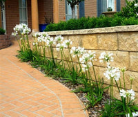Agapanthus 'Snowball' - Ladybird Nursery