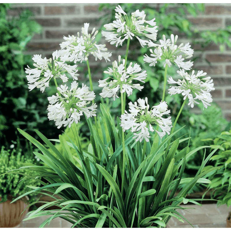 Agapanthus 'Snowball' - Ladybird Nursery