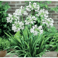 Agapanthus 'Snowball' - Ladybird Nursery
