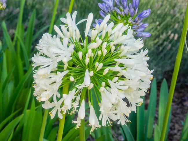 Agapanthus River Garden White