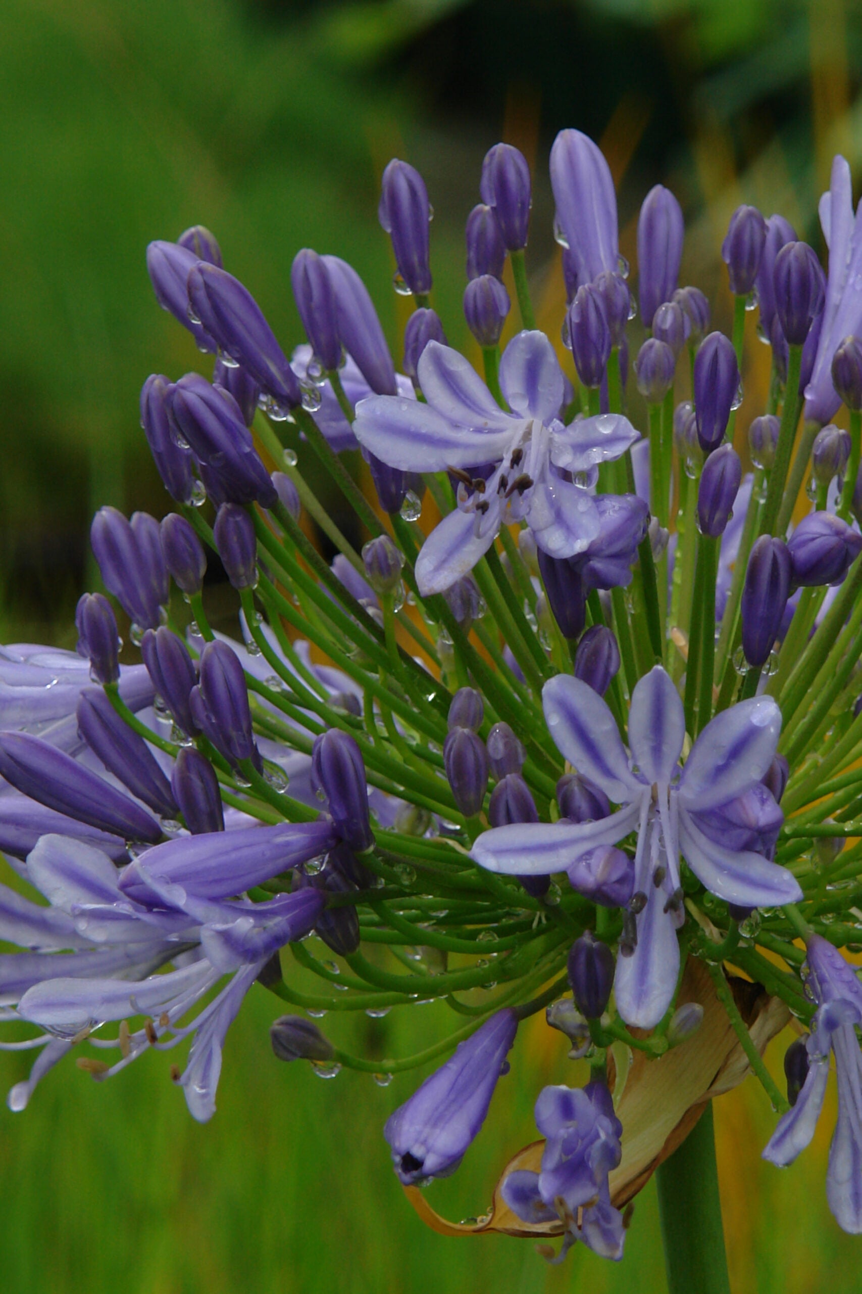 Agapanthus Streamline