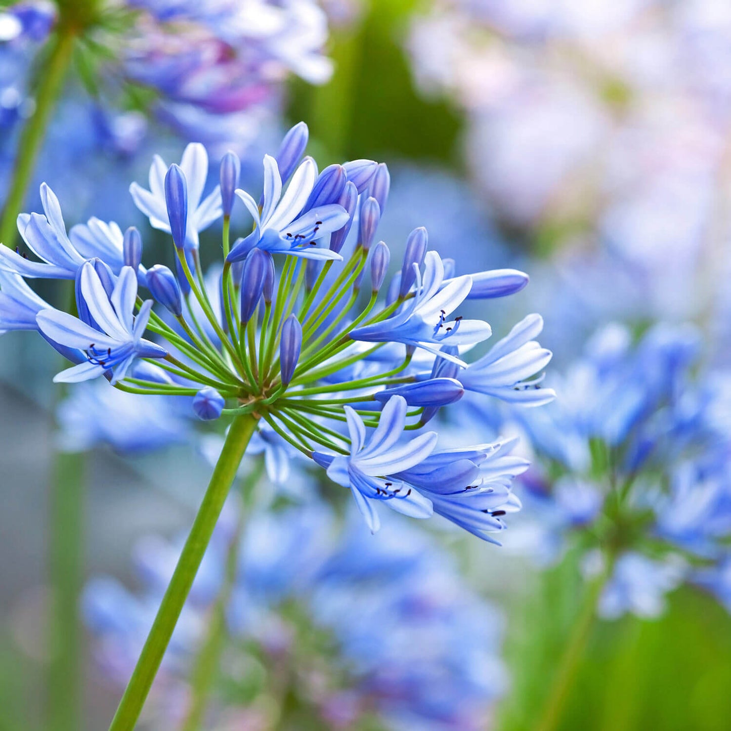 Agapanthus Blue Star