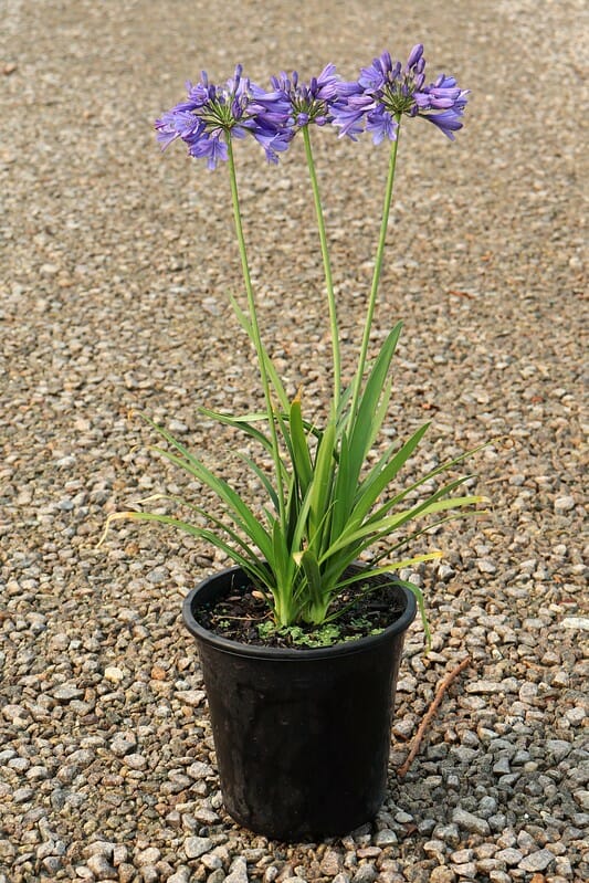 Agapanthus hybrid BINGO BLUE™ Tissue culture - Ladybird Nursery