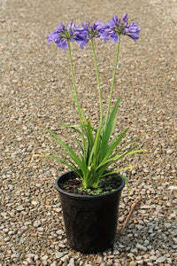 Agapanthus hybrid BINGO BLUE™ Tissue culture