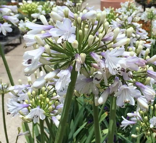 Agapanthus Lilibet - Ladybird Nursery