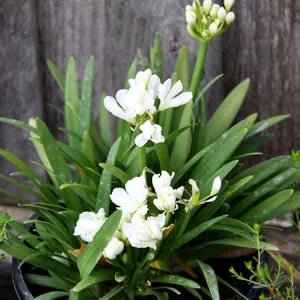 Agapanthus Agapetite Tissue culture - Ladybird Nursery