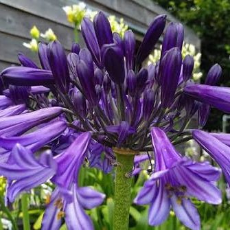 Agapanthus 'Black Pantha' - Ladybird Nursery