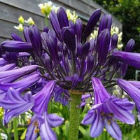 Agapanthus 'Black Pantha' - Ladybird Nursery