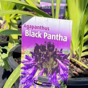 Agapanthus 'Black Pantha' - Ladybird Nursery