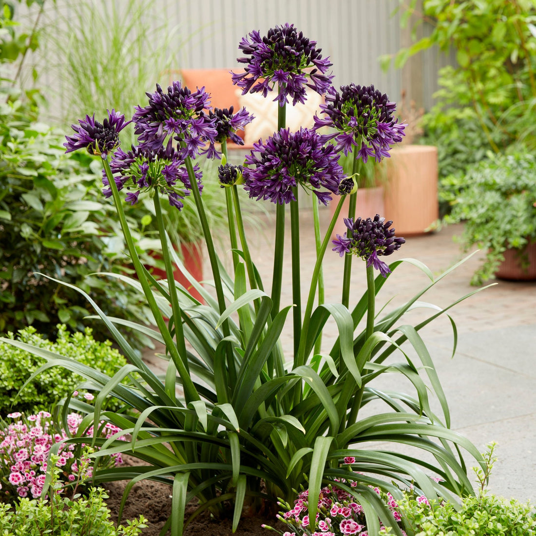 Agapanthus 'Black Jack' - Ladybird Nursery