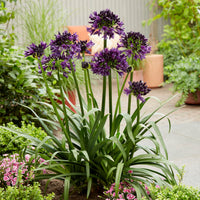Agapanthus 'Black Jack' - Ladybird Nursery