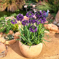 Agapanthus 'Black Jack' - Ladybird Nursery