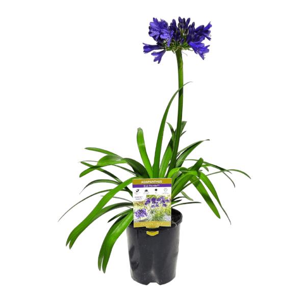 Agapanthus Blue Thunder - Ladybird Nursery