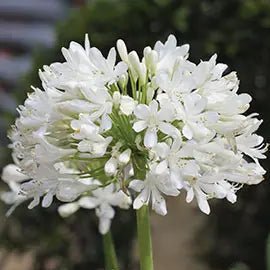 Agapanthus 'Ice Angel' - Ladybird Nursery