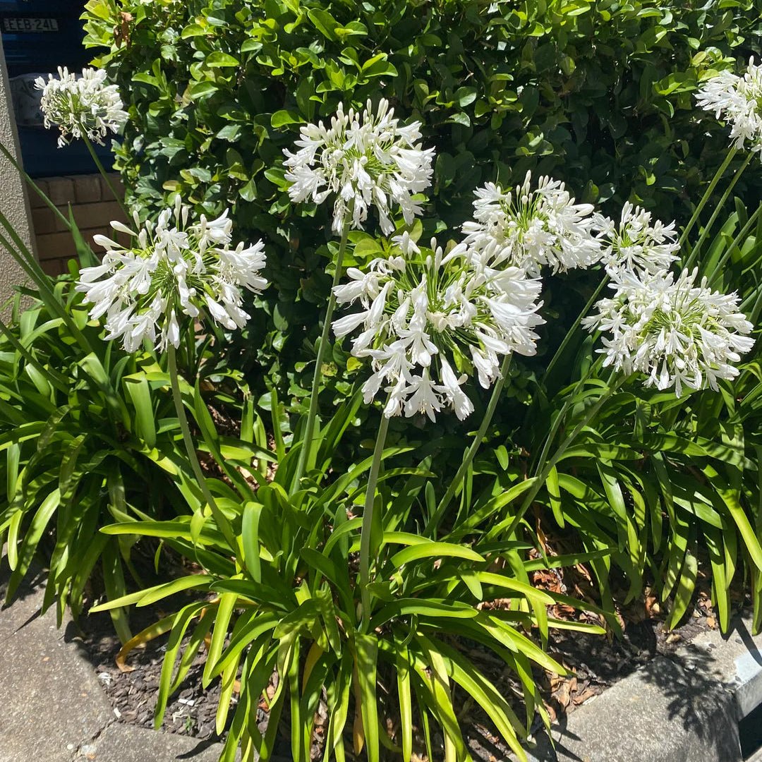 Agapanthus 'Ice Angel' - Ladybird Nursery
