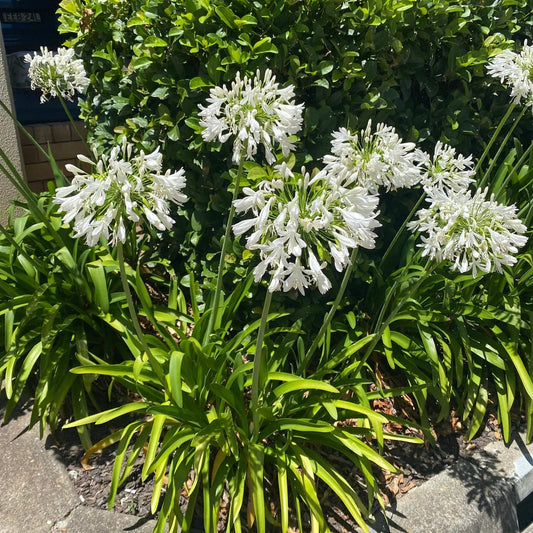 Agapanthus 'Ice Angel' - Ladybird Nursery