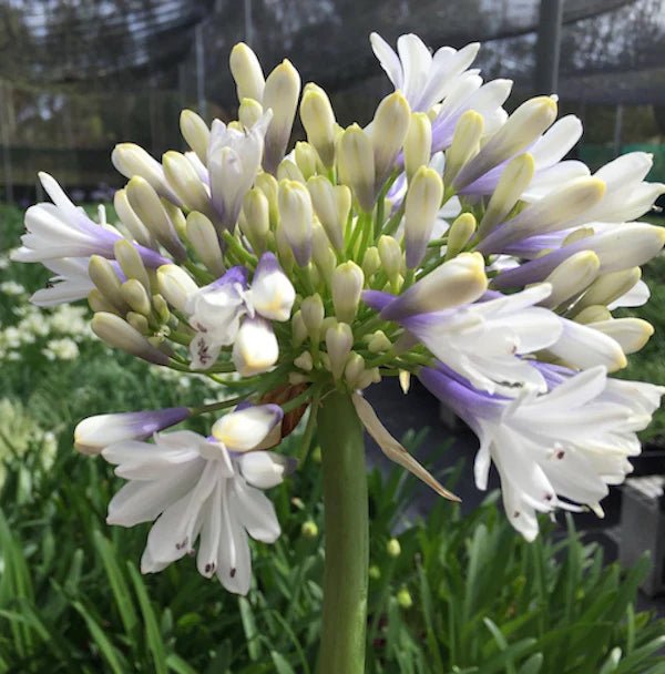 Agapanthus Maxsie™ - Ladybird Nursery