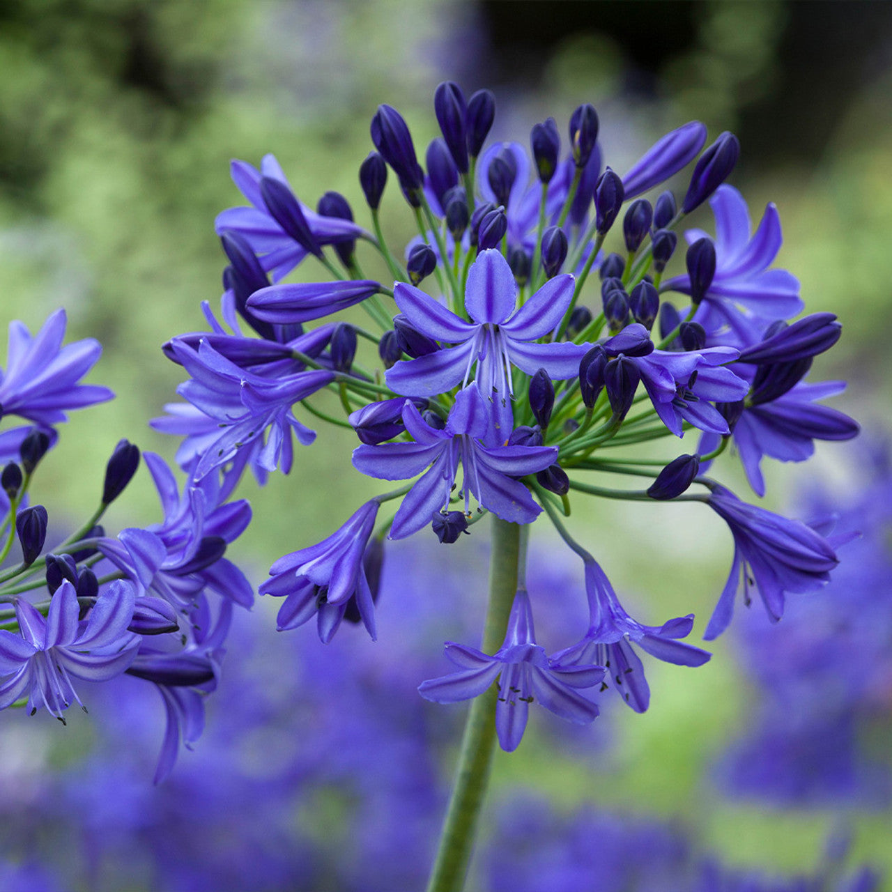 Agapanthus Blue Star