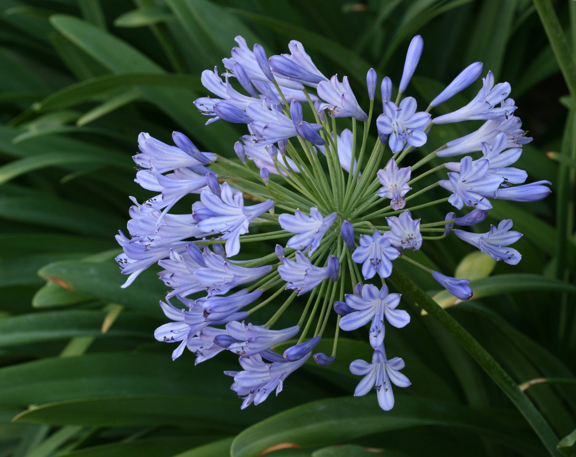 Agapanthus spp. Blue
