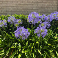 Agapanthus 'River Garden Blue' - Ladybird Nursery
