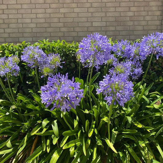 Agapanthus 'River Garden Blue' - Ladybird Nursery
