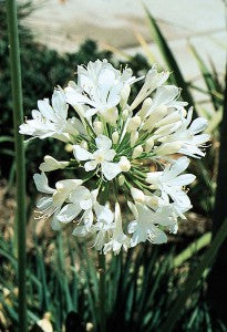 Agapanthus Getty White