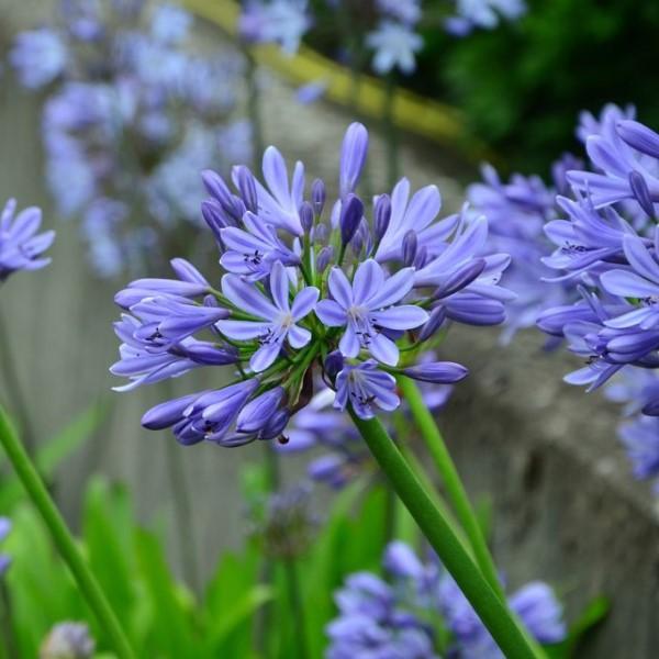 Agapanthus