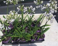Agapanthus Lilibet - Ladybird Nursery