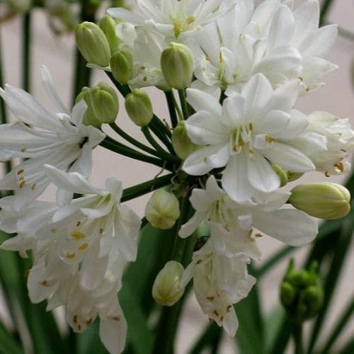 Agapanthus Double Diamond - Ladybird Nursery