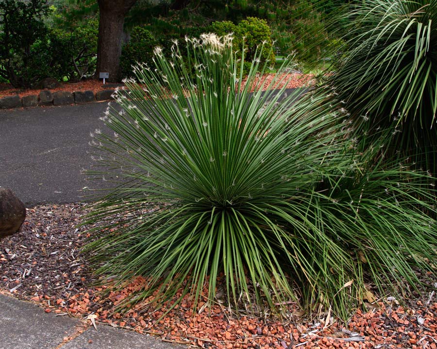 Twin Flowered Agave (Agave geminiflora) - Ladybird Nursery