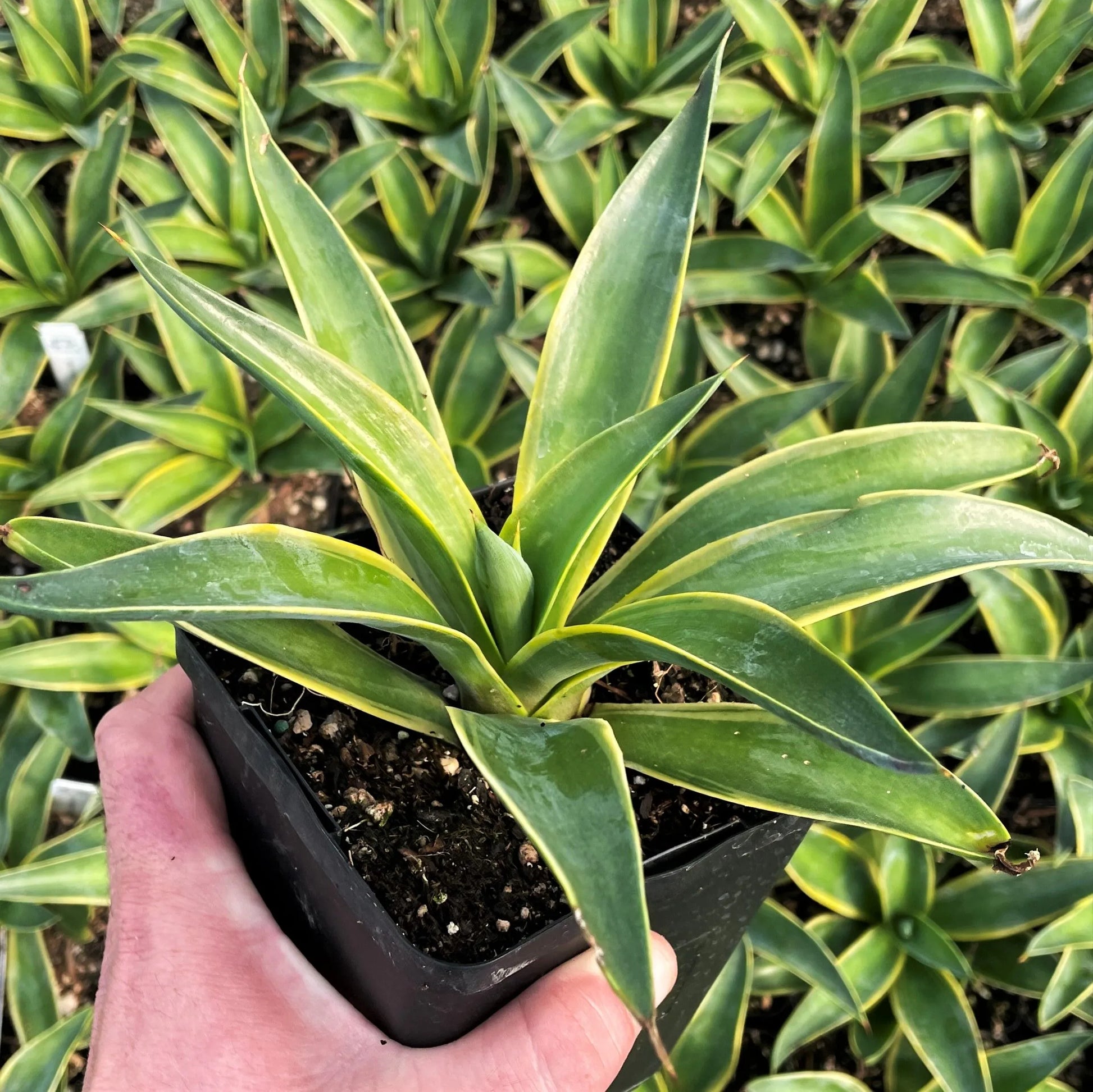 Smooth Agave (Agave desmettiana)