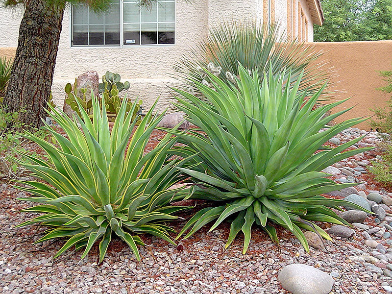 Smooth Agave (Agave desmettiana)