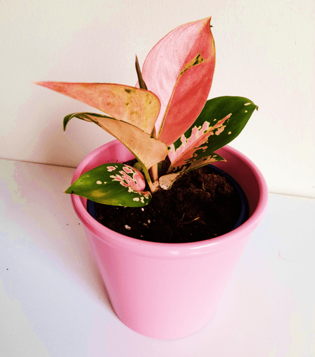 Aglaonema Spitfire - Ladybird Nursery