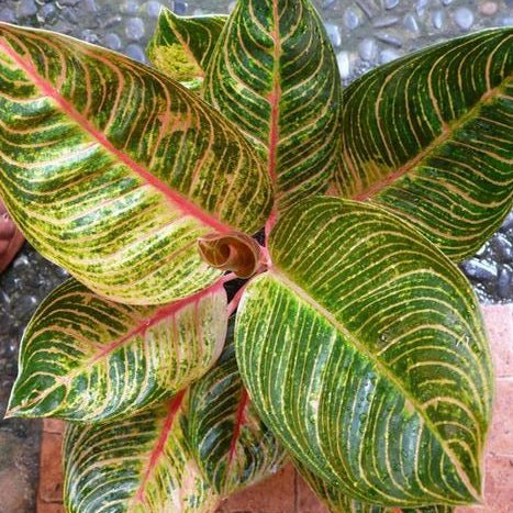 Aglaonema 'Kresna' - Large - Ladybird Nursery