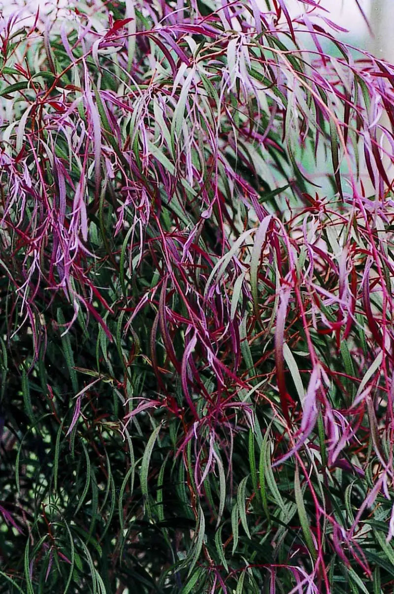 Burgundy Willow Myrtle (Agonis flexuosa)