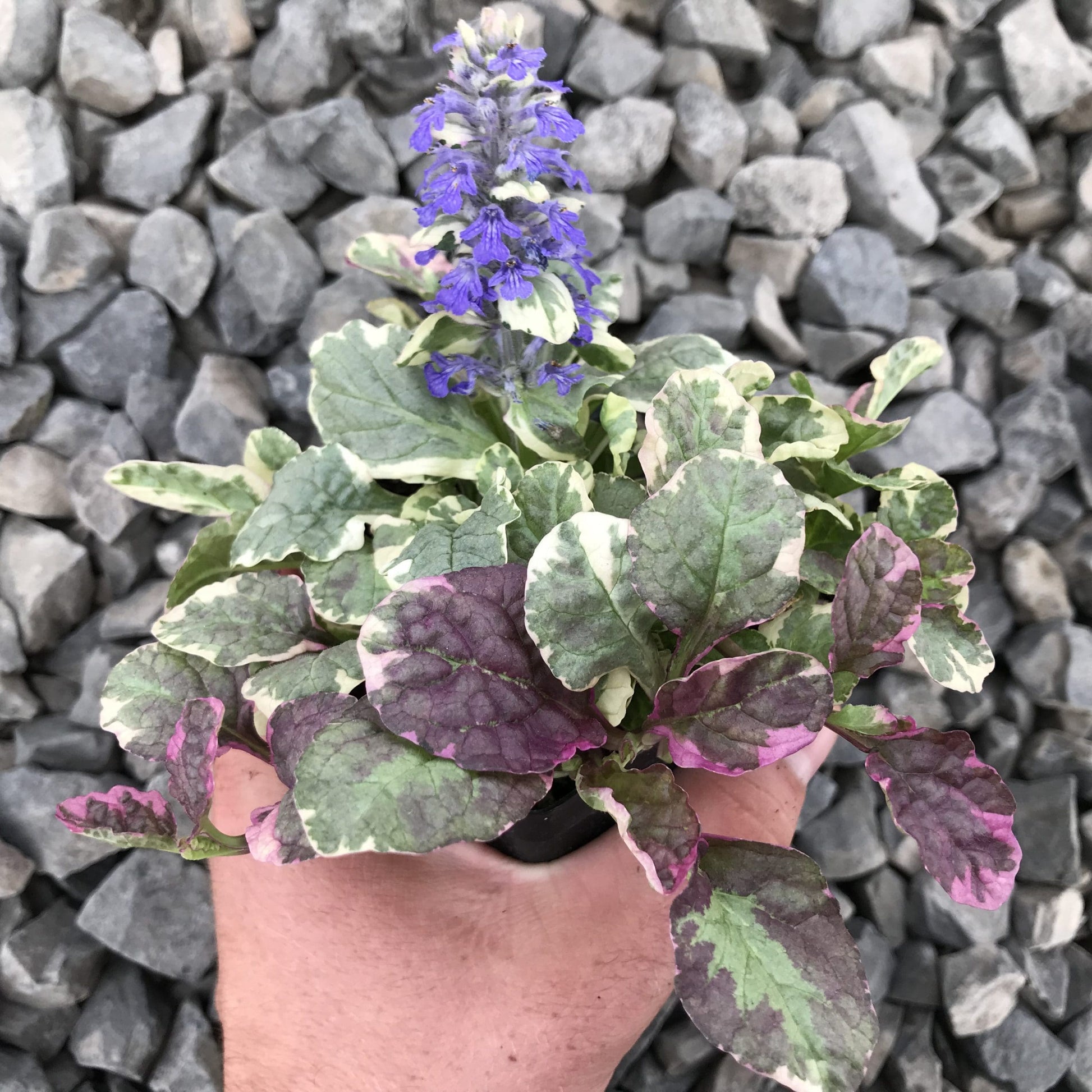 Burgundy Glow Bugle (Ajuga reptans)