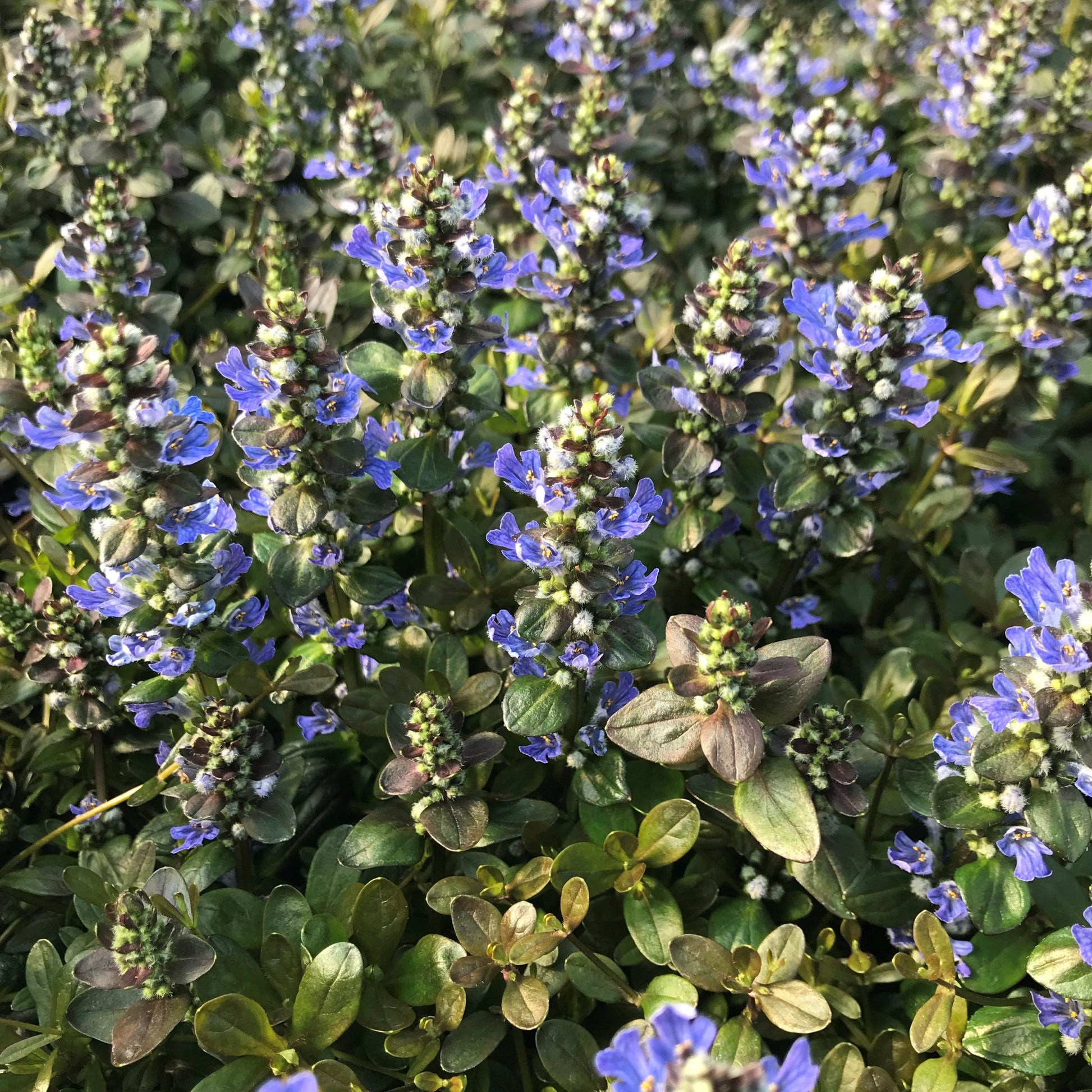 Chocolate Chip Bugle (Ajuga reptans)