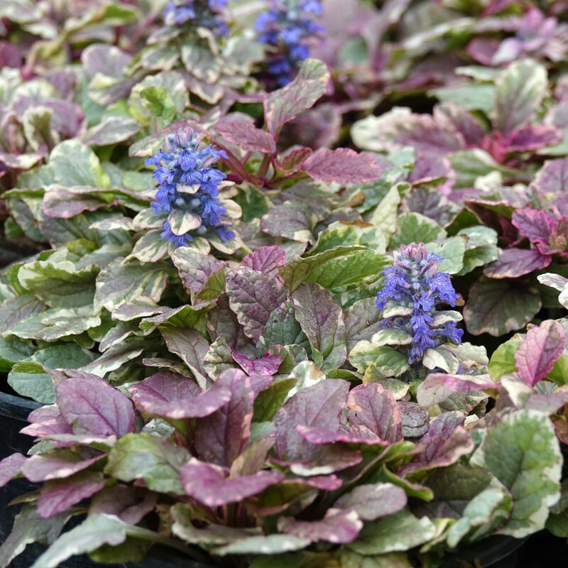 Ajuga 'Burgundy Lace' - Ladybird Nursery