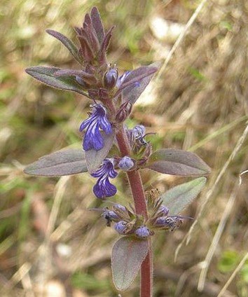Australian Bugle Aussie (Ajuga australis) - Ladybird Nursery
