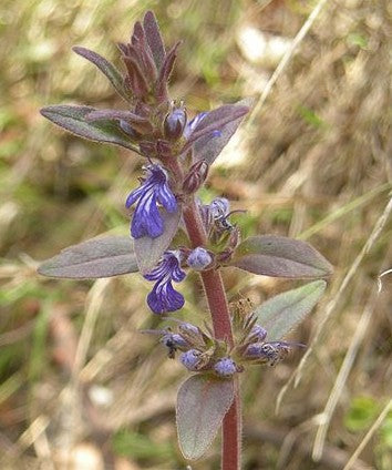 Australian Bugle Aussie (Ajuga australis)