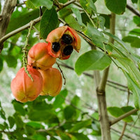 Akee - Ladybird Nursery