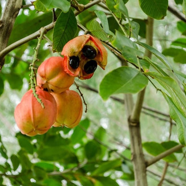 Akee - Ladybird Nursery