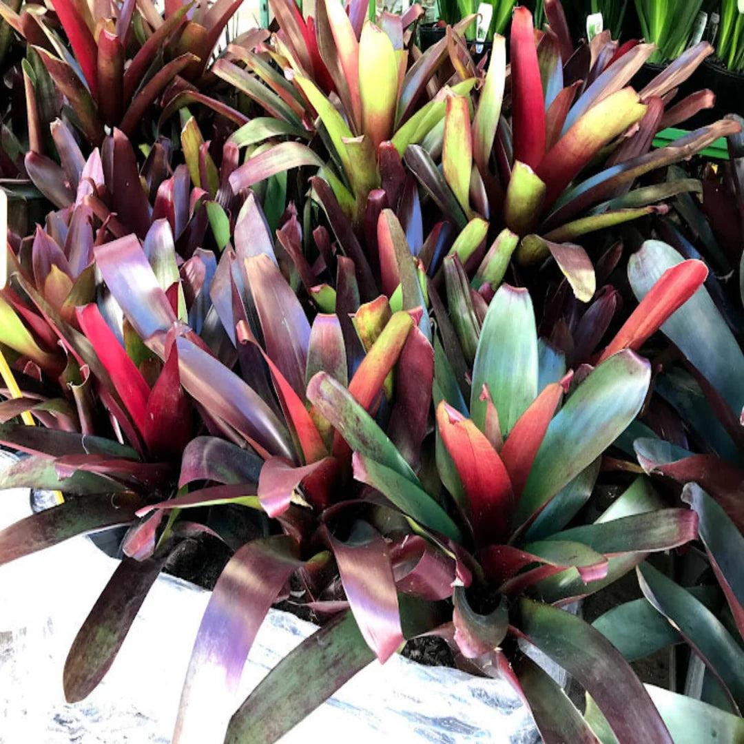 Wine-coloured Bromeliad (Alcantarea vinicolor)