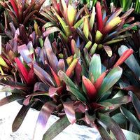 Wine-coloured Bromeliad (Alcantarea vinicolor)